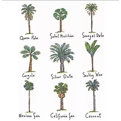Palm Trees - Zinnias Gift Boutique