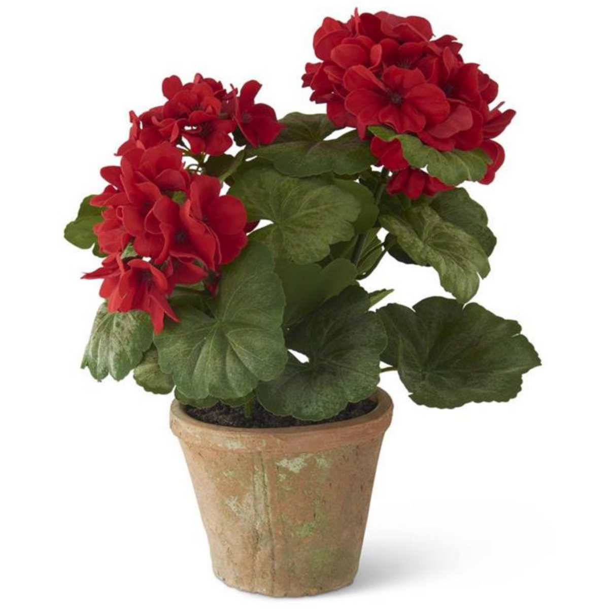 geranium plant pot 14 Inch Red Potted Geranium In Clay Pot