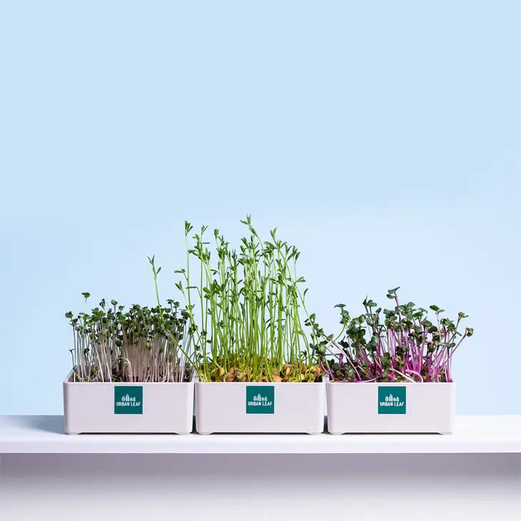 Grow Kit  Micro Greens - Zinnias Gift Boutique