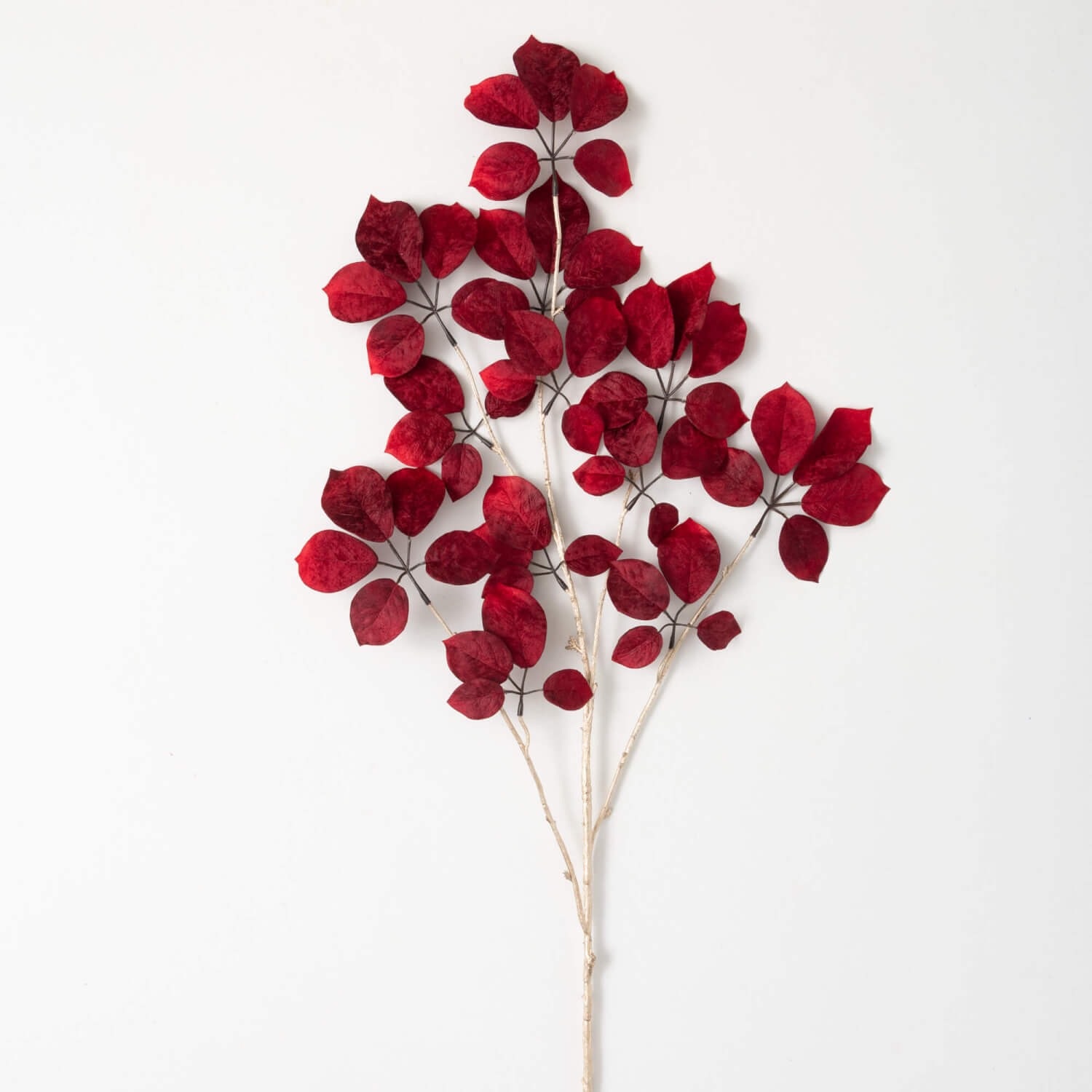 Schefflera Spray - Zinnias Gift Boutique